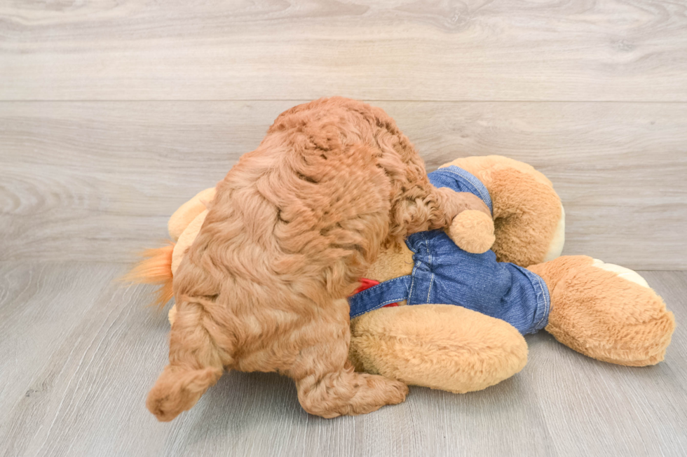 Funny Mini Goldendoodle Poodle Mix Pup