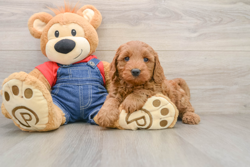 Sweet Mini Goldendoodle Baby