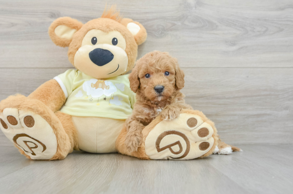 6 week old Mini Goldendoodle Puppy For Sale - Simply Southern Pups