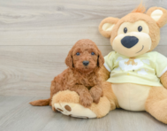 8 week old Mini Goldendoodle Puppy For Sale - Simply Southern Pups