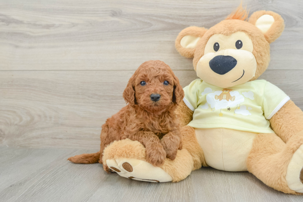Happy Mini Goldendoodle Baby