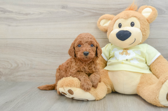 Happy Mini Goldendoodle Baby