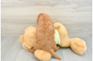 Happy Mini Goldendoodle Baby