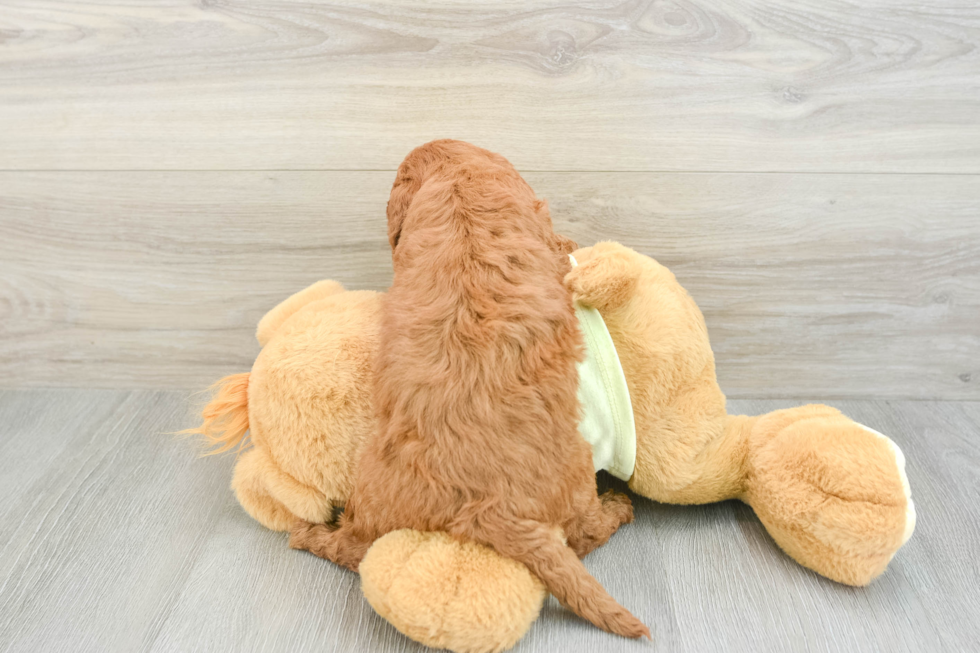 Happy Mini Goldendoodle Baby