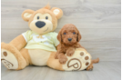 Hypoallergenic Mini Goldiepoo Poodle Mix Puppy