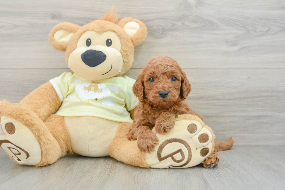 Hypoallergenic Mini Goldiepoo Poodle Mix Puppy