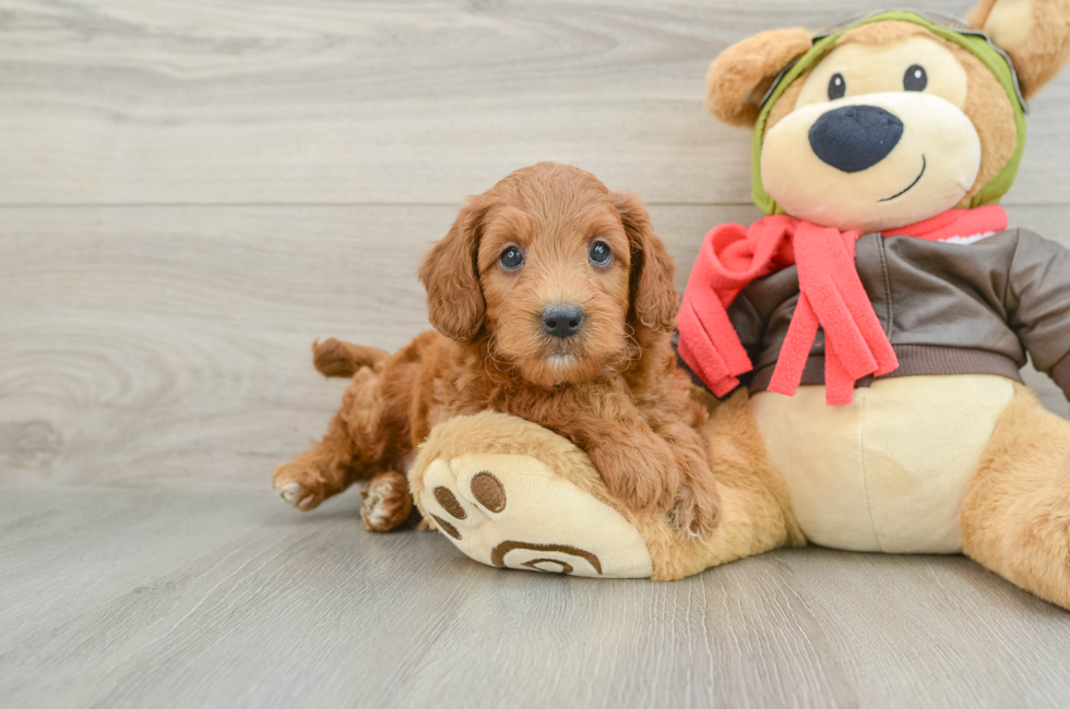 5 week old Mini Goldendoodle Puppy For Sale - Simply Southern Pups