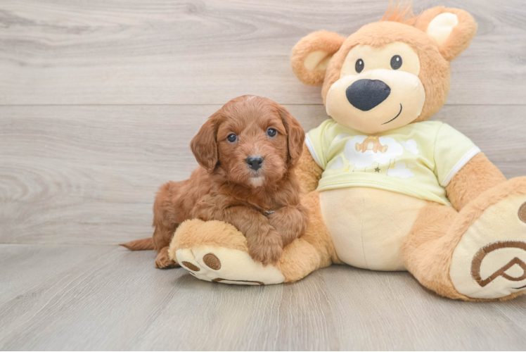 Best Mini Goldendoodle Baby
