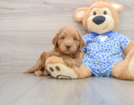 7 week old Mini Goldendoodle Puppy For Sale - Simply Southern Pups