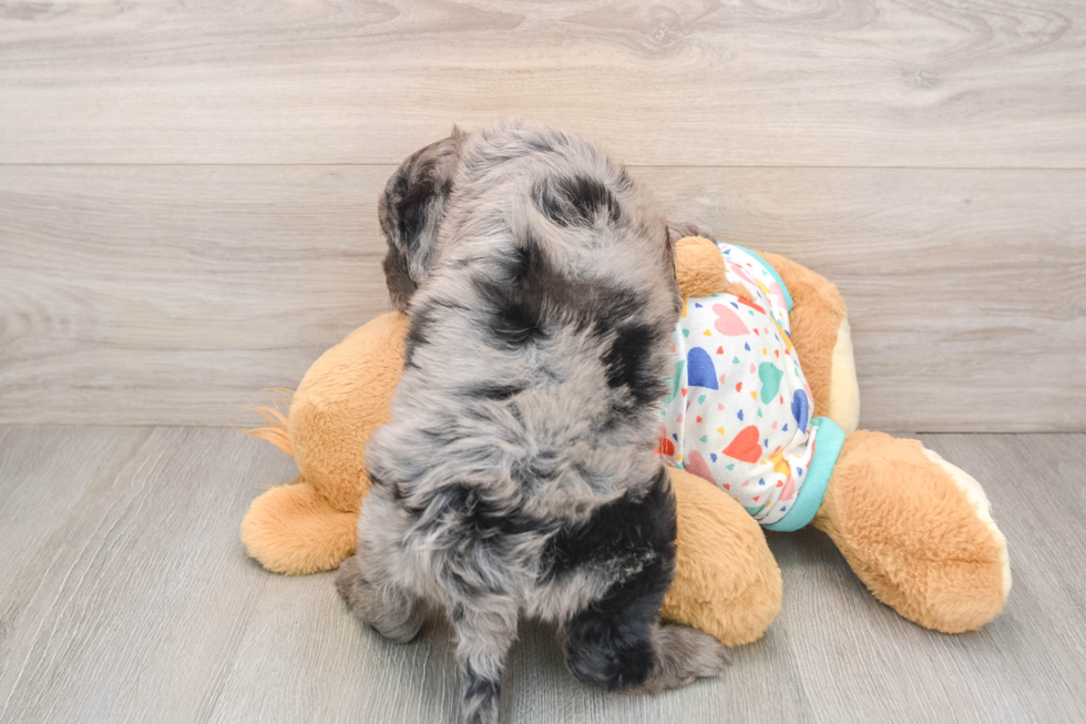 Energetic Golden Doodle Poodle Mix Puppy