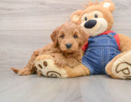 6 week old Mini Goldendoodle Puppy For Sale - Simply Southern Pups