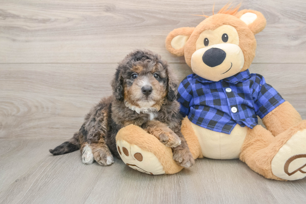 Best Mini Goldendoodle Baby