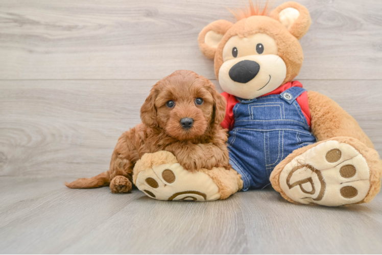 Hypoallergenic Mini Goldiepoo Poodle Mix Puppy