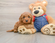 7 week old Mini Goldendoodle Puppy For Sale - Simply Southern Pups