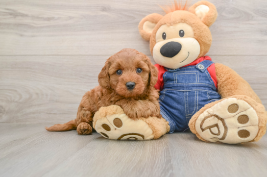 Hypoallergenic Mini Goldiepoo Poodle Mix Puppy