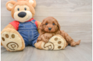 Mini Goldendoodle Puppy for Adoption