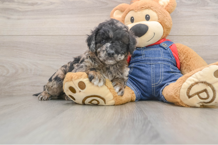 Mini Goldendoodle Pup Being Cute