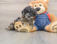 7 week old Mini Goldendoodle Puppy For Sale - Simply Southern Pups