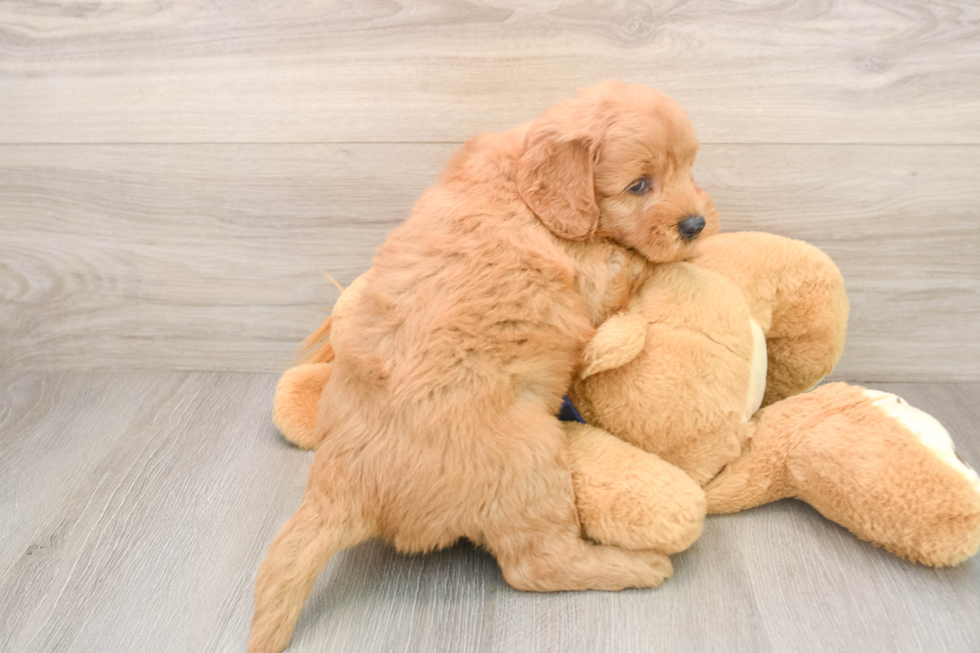 Mini Goldendoodle Puppy for Adoption