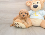 7 week old Mini Goldendoodle Puppy For Sale - Simply Southern Pups