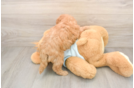Petite Mini Goldendoodle Poodle Mix Pup