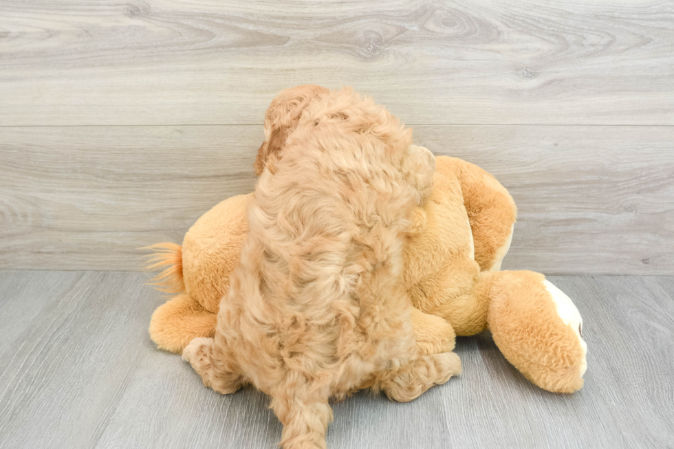 Friendly Mini Goldendoodle Baby