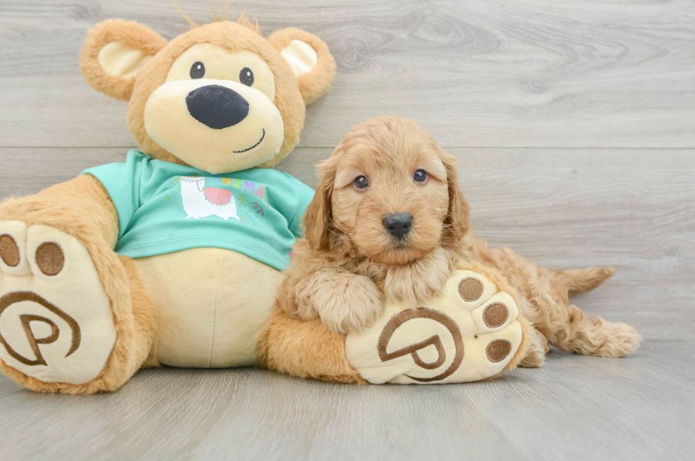 5 week old Mini Goldendoodle Puppy For Sale - Simply Southern Pups