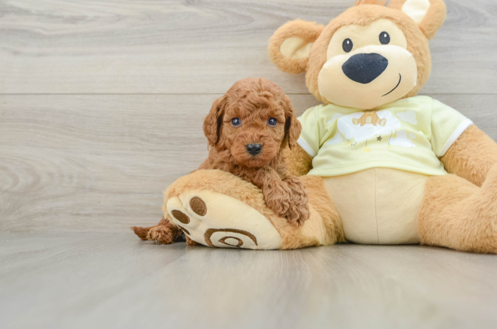 6 week old Mini Goldendoodle Puppy For Sale - Simply Southern Pups
