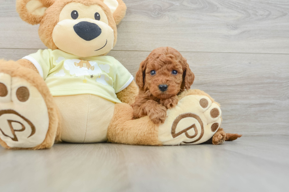 Funny Mini Goldendoodle Poodle Mix Pup