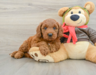 7 week old Mini Goldendoodle Puppy For Sale - Simply Southern Pups