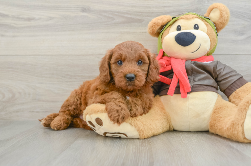 5 week old Mini Goldendoodle Puppy For Sale - Simply Southern Pups