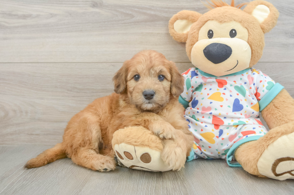 5 week old Mini Goldendoodle Puppy For Sale - Simply Southern Pups