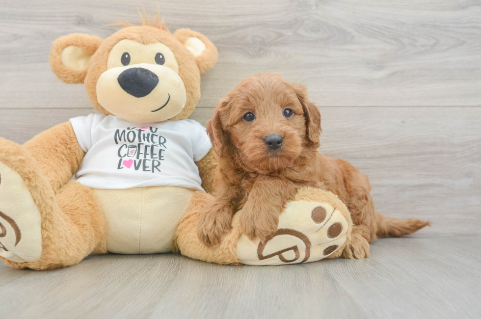 5 week old Mini Goldendoodle Puppy For Sale - Simply Southern Pups