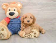 6 week old Mini Goldendoodle Puppy For Sale - Simply Southern Pups
