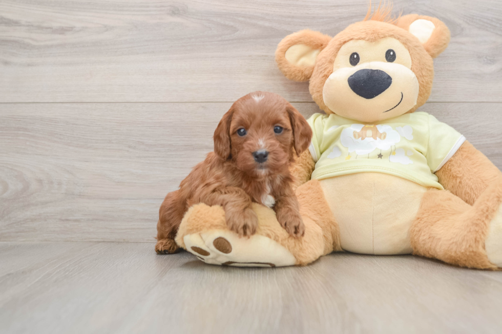 Best Mini Goldendoodle Baby