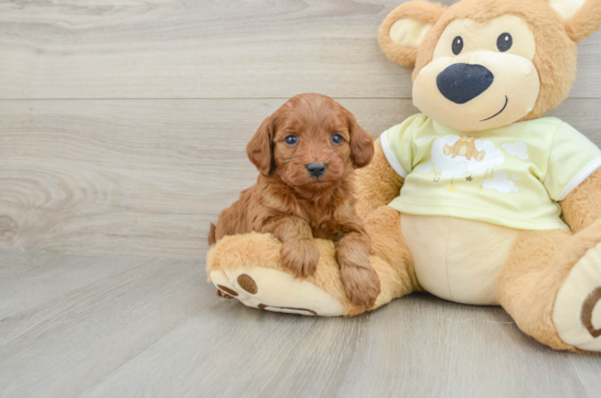 Small Mini Goldendoodle Baby