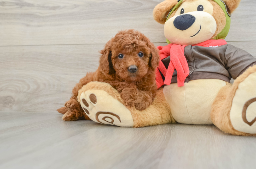 5 week old Mini Goldendoodle Puppy For Sale - Simply Southern Pups
