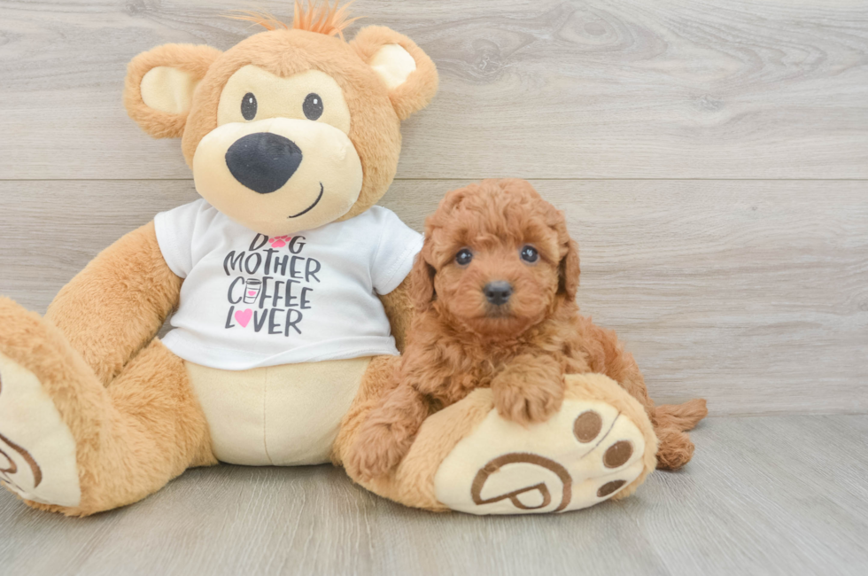 5 week old Mini Goldendoodle Puppy For Sale - Simply Southern Pups