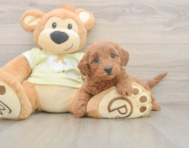 7 week old Mini Goldendoodle Puppy For Sale - Simply Southern Pups