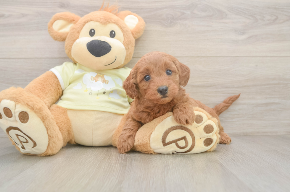 6 week old Mini Goldendoodle Puppy For Sale - Simply Southern Pups