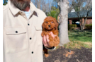 Cute Mini Goldiepoo Poodle Mix Puppy
