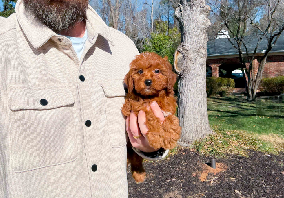 Cute Mini Goldiepoo Poodle Mix Puppy