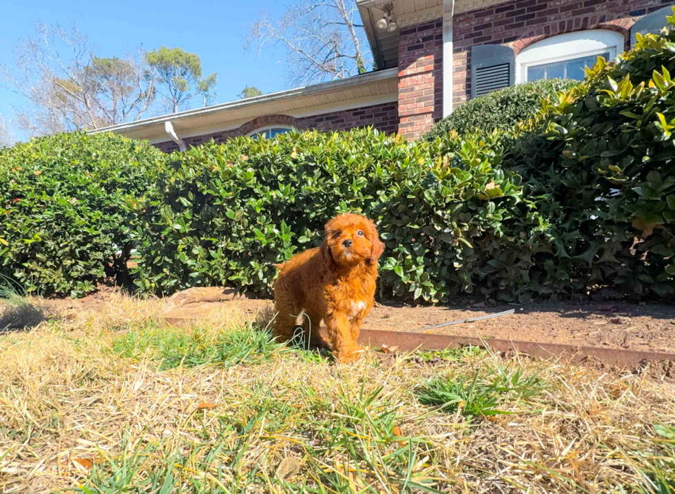 Cute Mini Goldendoodle Poodle Mix Pup
