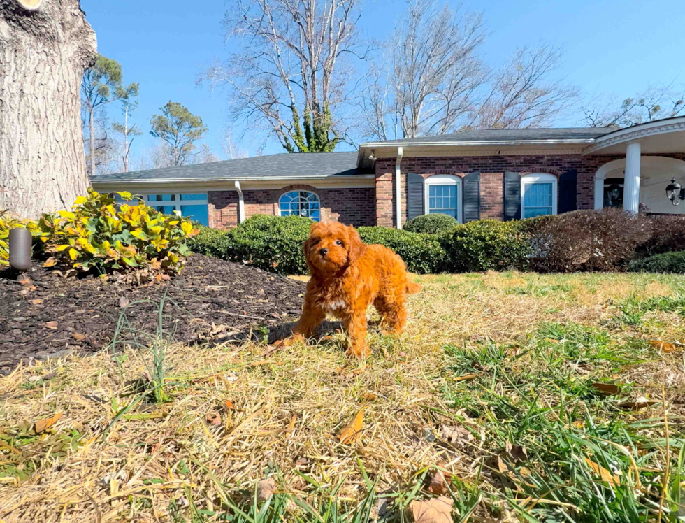 Best Mini Goldendoodle Baby