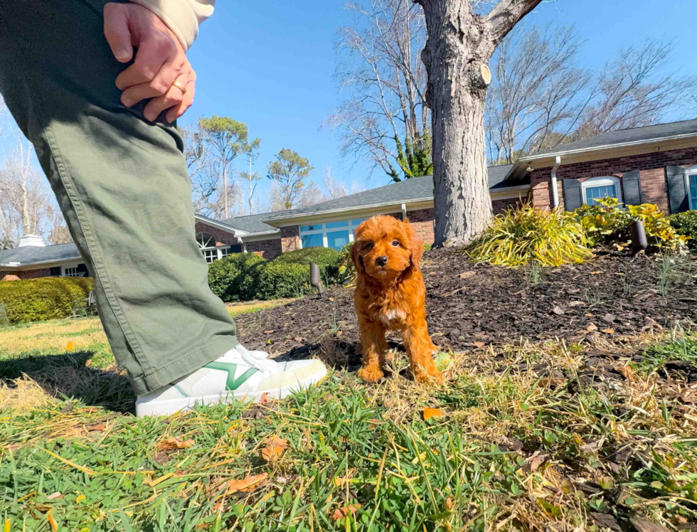Cute Mini Goldendoodle Poodle Mix Pup