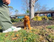 8 week old Mini Goldendoodle Puppy For Sale - Simply Southern Pups