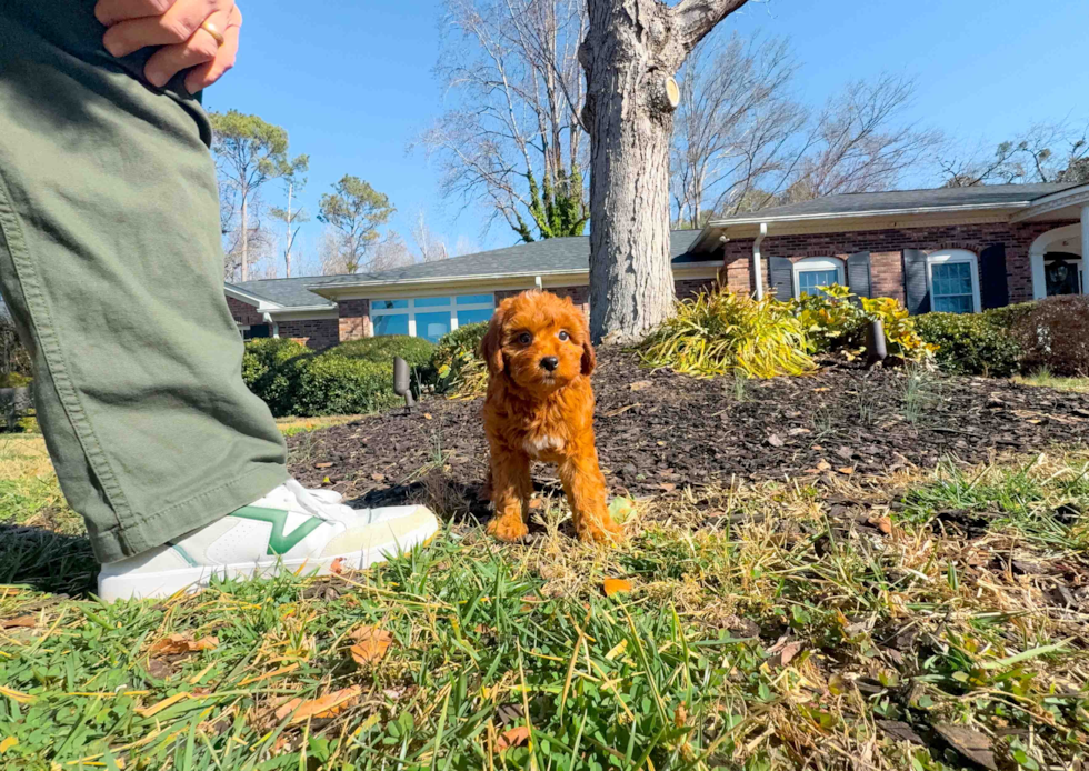 Mini Goldendoodle Pup Being Cute