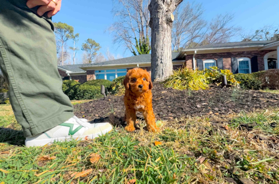Mini Goldendoodle Pup Being Cute