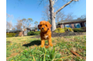 Mini Goldendoodle Puppy for Adoption