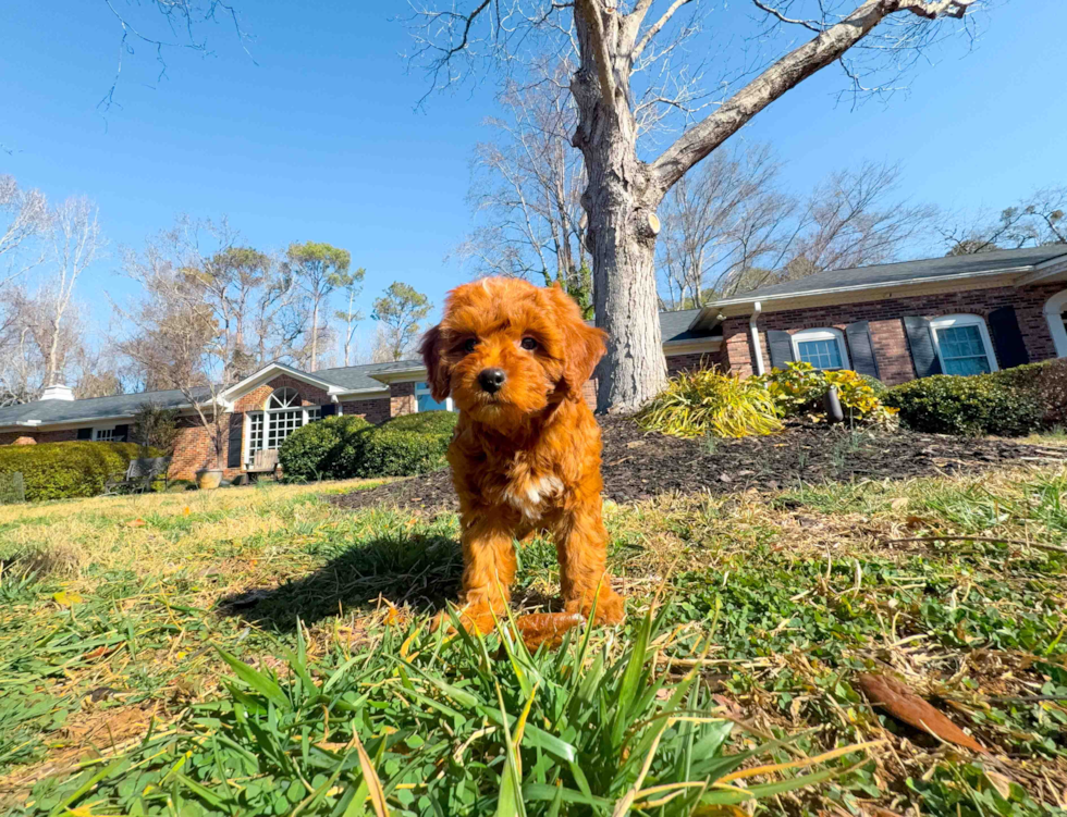 Mini Goldendoodle Puppy for Adoption